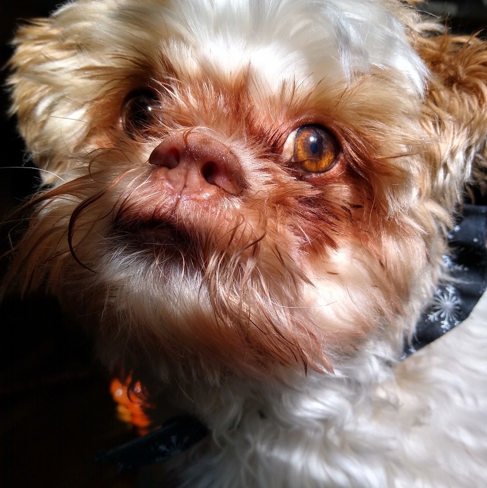 Meet your Posher, Angela